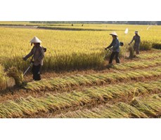 Máy gặt lúa cầm tay gia đình  BS431A-5