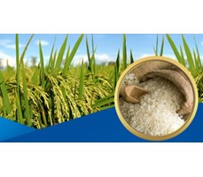 Thị trường lúa gạo