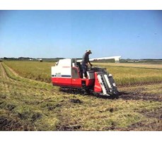 Máy gặt đập liên hợp Yanmar Ca485
