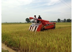 Máy gặt đập liên hợp Kubota R1-55