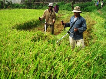 Máy gặt lúa mini gia đình 