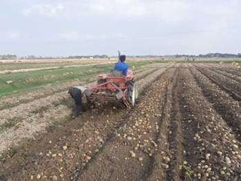 Máy thu hoạch khoai tây 