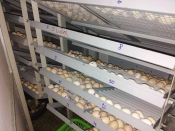 Máy ấp trứng 3000 trứng