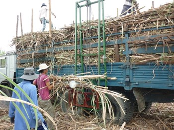 MÁY NÂNG, BỐC MÍA